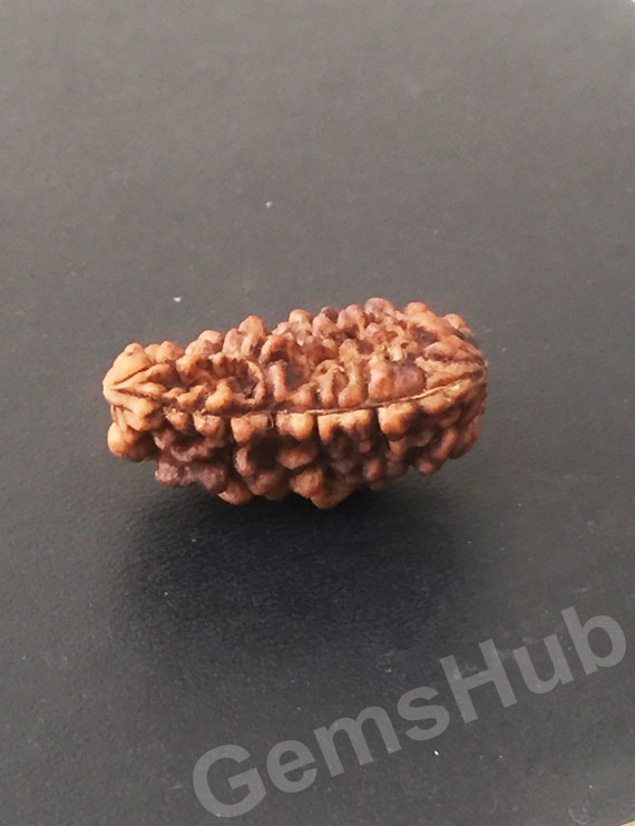 1 Face/Mukhi Certified Rudraksha Premium Quality